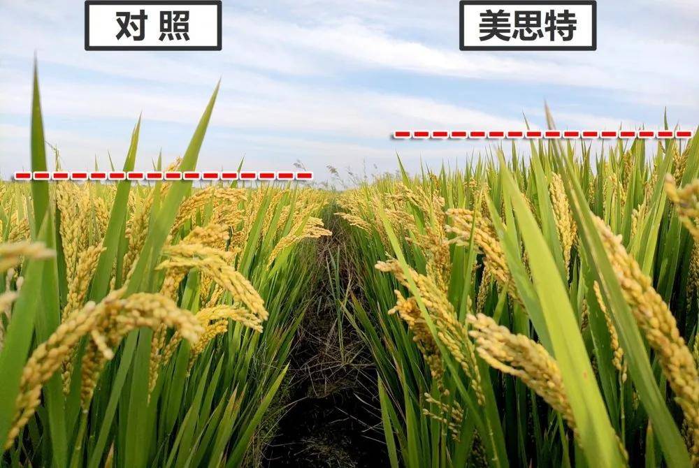 杂交稻 “叁优一号”衡南泽国示范基地迎来晚稻测产