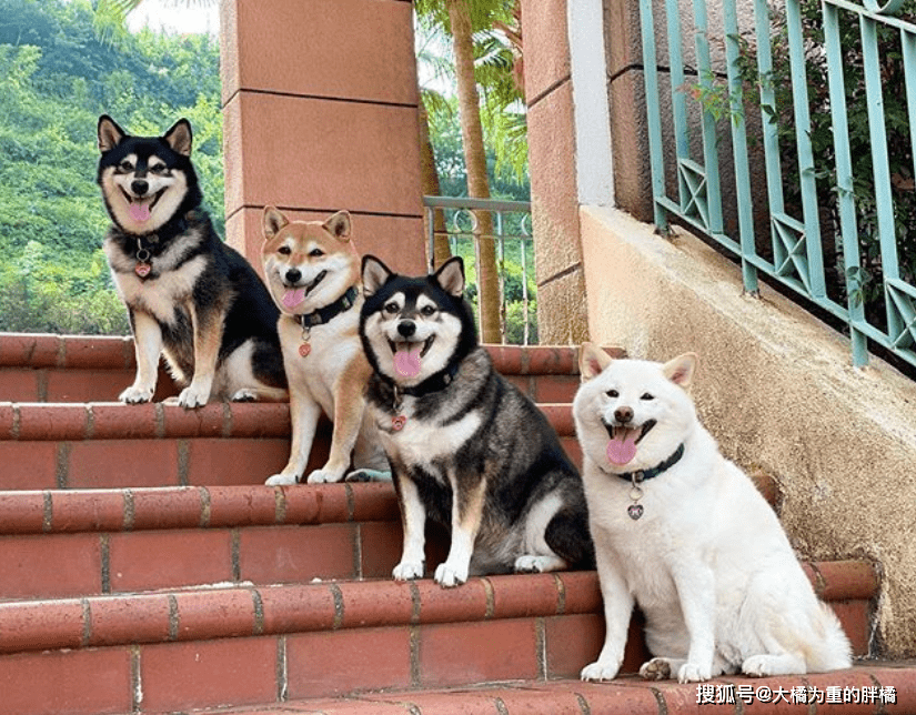 凭借一张张漂亮的狗狗合照,让这4只家在日本的柴犬赢得了十几万粉丝的