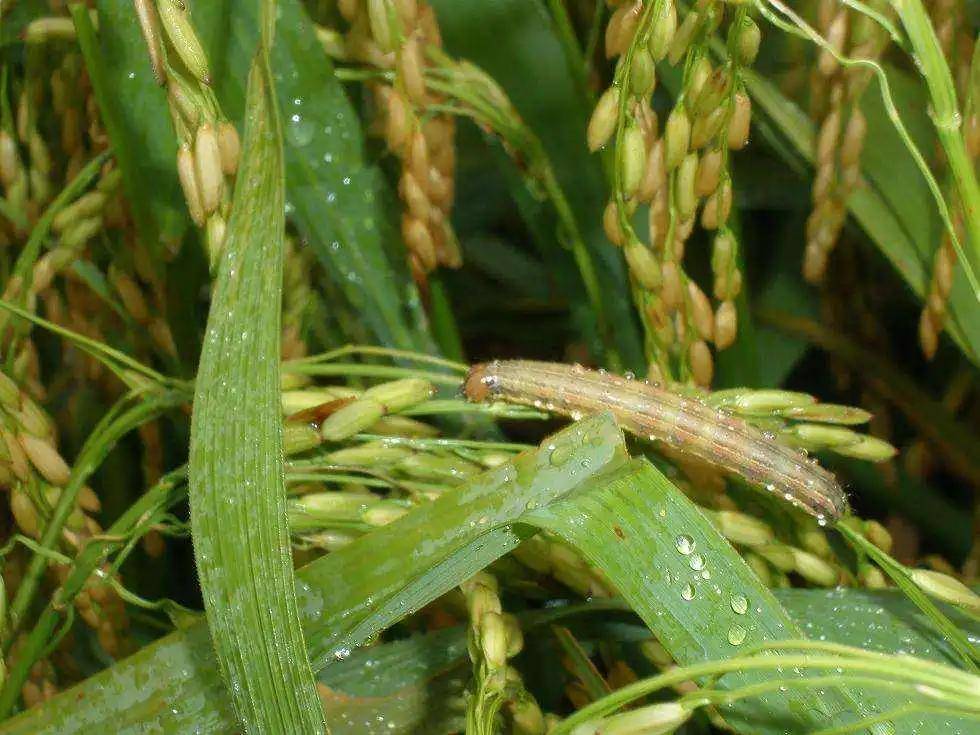 这16种病虫害列入《一类农作物病虫害名录》!