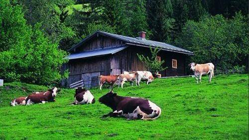 第三本:《云巅牧场》 作者:磨砚少年这位作者的文都很小清新,很适合