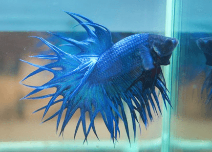 海斗士——斗鱼