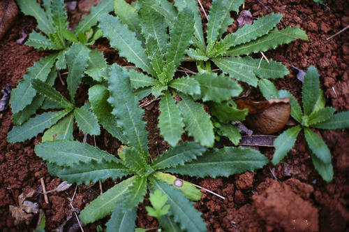 這種野草俗稱惡雞婆,農村常用來餵豬,如今卻是極品野菜_小薊