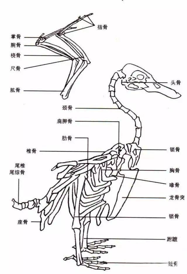 鸟的形态与结构 鸟是飞行动物