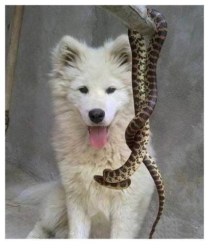 狗狗出门带了份大礼给主人活生生的一条蛇表情这个辣条有点粗