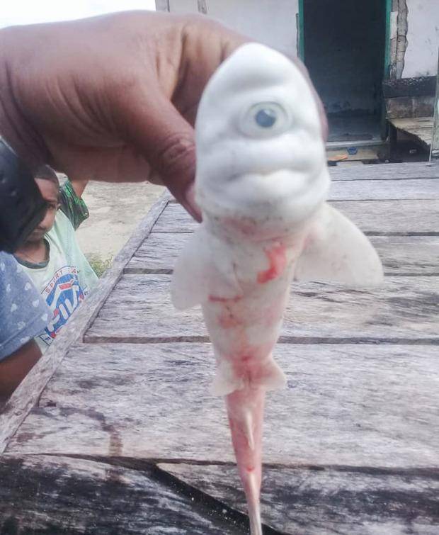 印尼渔民发现独眼白化病小鲨鱼
