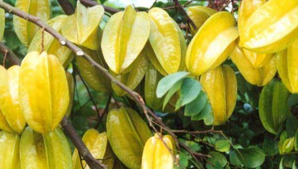 杨桃的功效与作用倒是不少,但是有一些禁忌食用的时候一定注意!