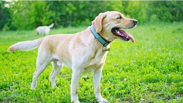 最受欢迎的8种大狗,你喜欢哪一只?