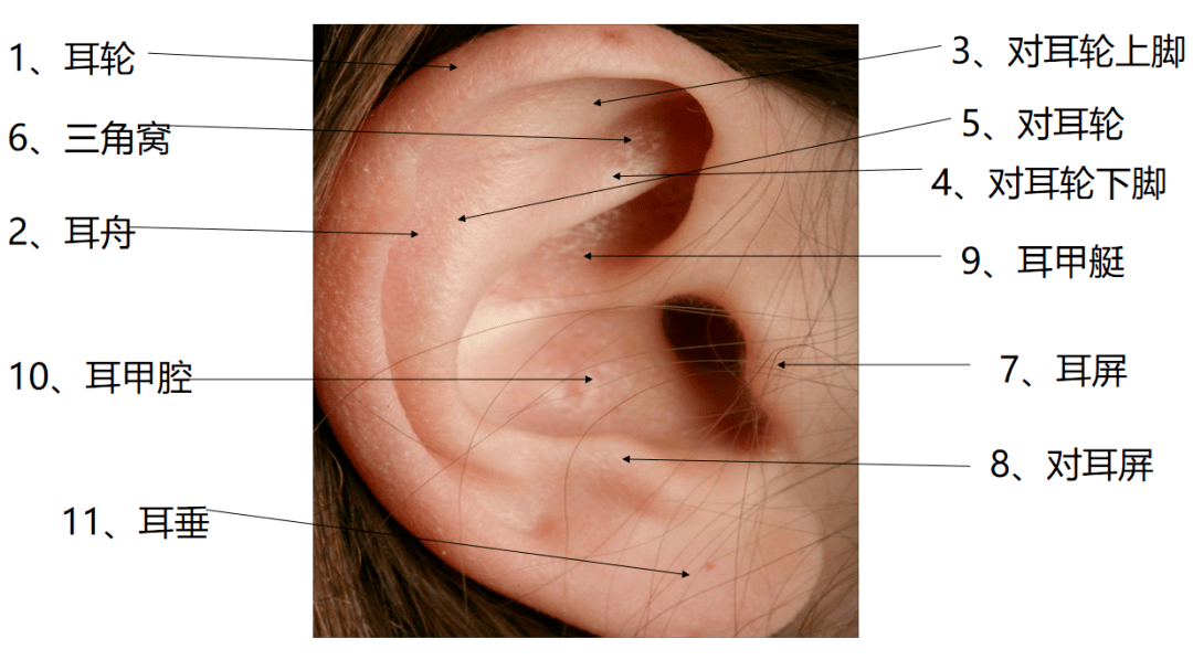 耳与脏腑经络有密切的关系,各脏腑组织在耳廓均有相应的反应区,也叫