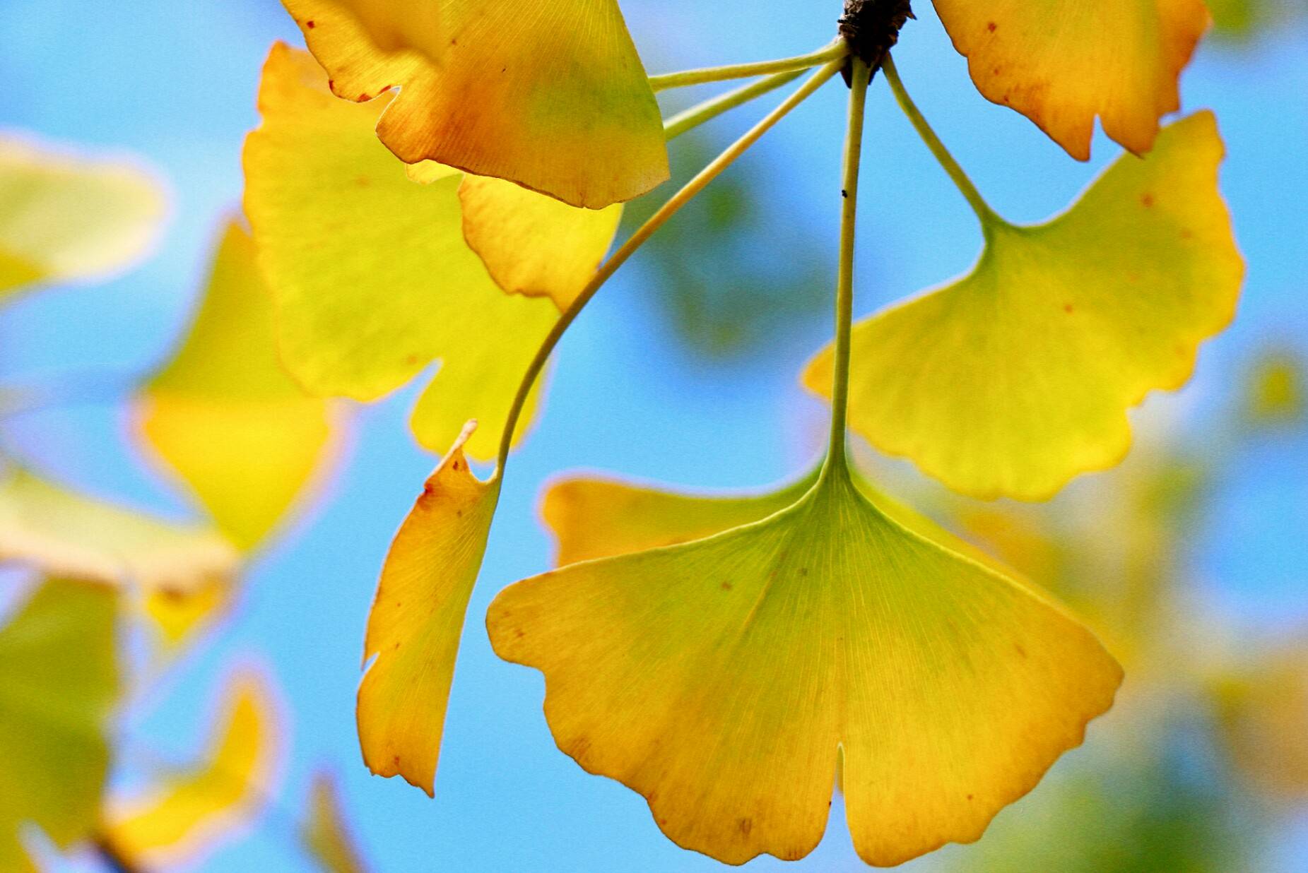 如果秋天有颜色,那一定就是银杏叶的金色,温暖而不炽热,明亮而不张扬.
