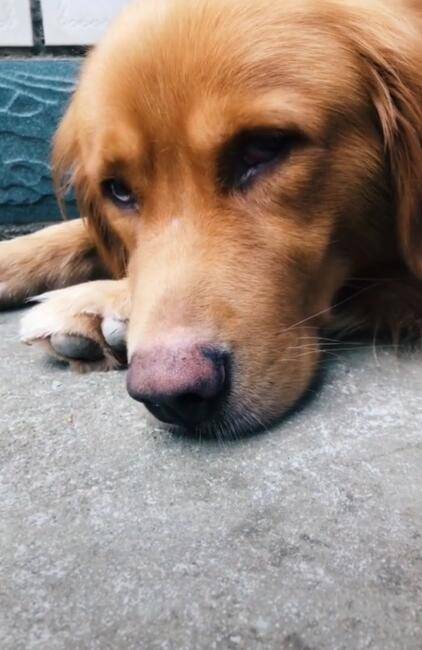 主人假装说把金毛卖掉,狗狗伤心的哭了起来:不要卖我好不好_手机搜狐