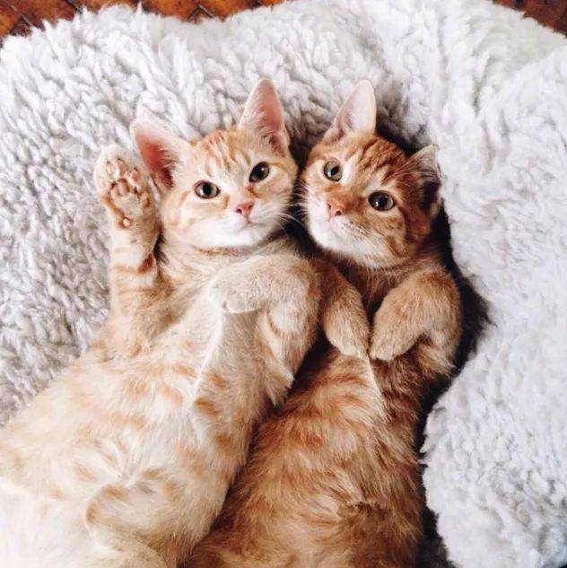 俩橘猫一起被收养,一起长大变胖变老,约定好兄弟一辈子!