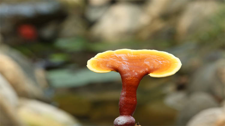 灵芝孢子粉是什么破壁与不破壁有何区别