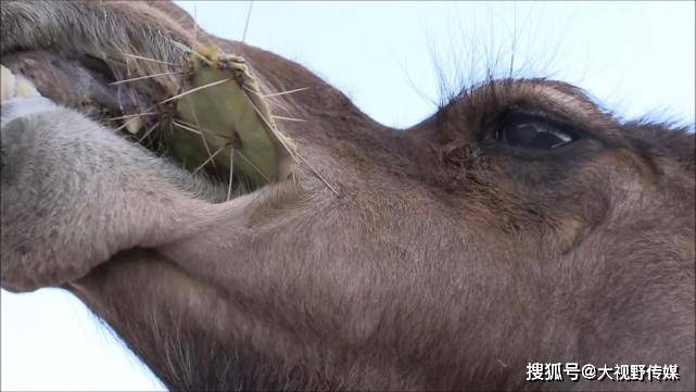 骆驼有几个胃(骆驼有几个胃口)