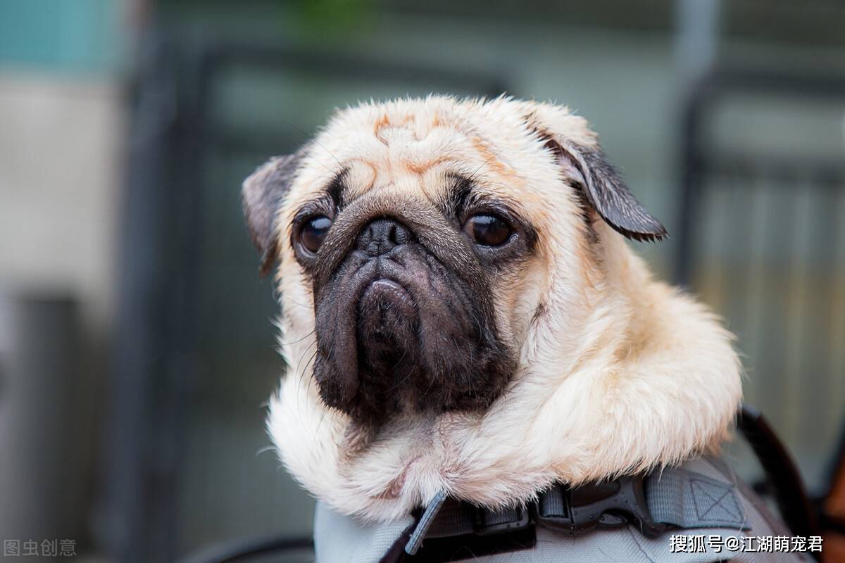 巴哥犬那么丑,为什么还那么多人喜欢,你知道原因吗_丑萌