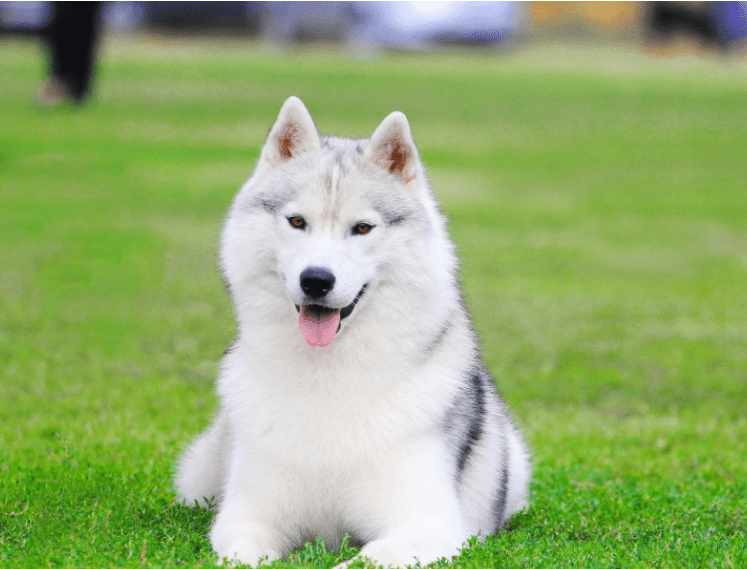 为明星宠物找个好家