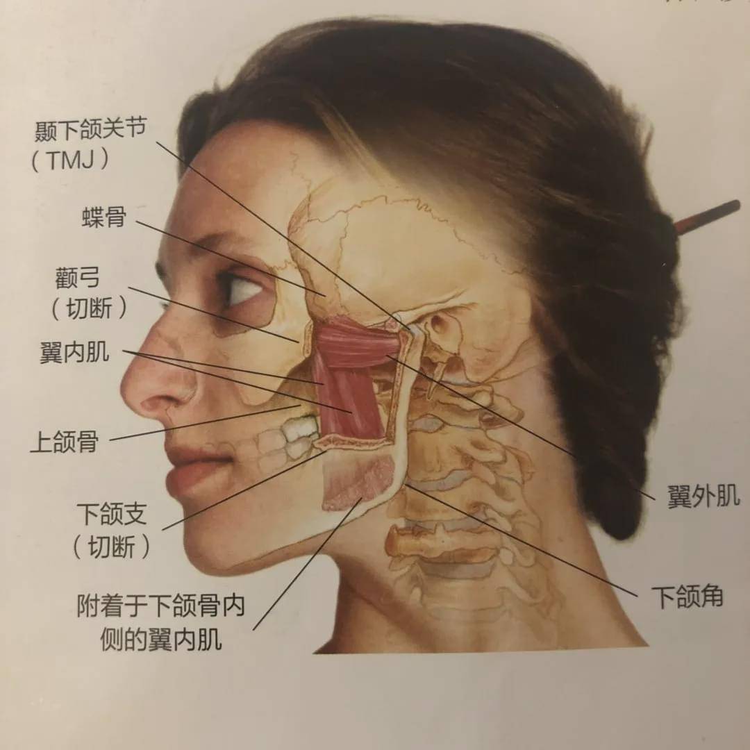 翼內肌按摩:利用大拇指按摩翼內肌,注意避免按入頸部.