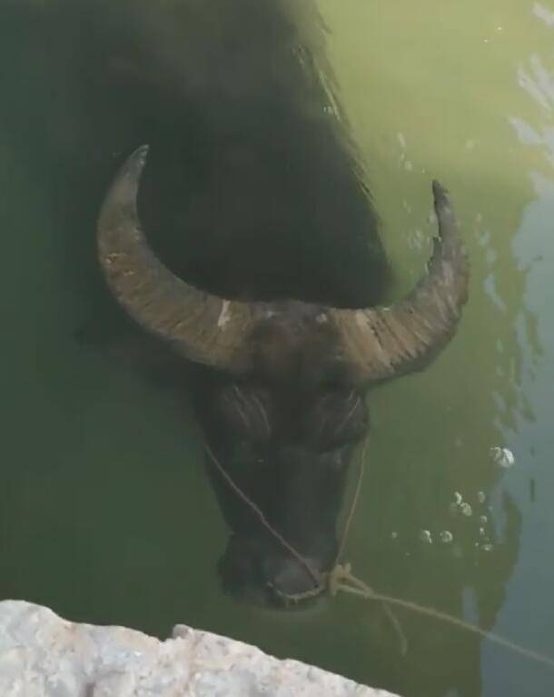 水牛闭气潜伏在水里,久久不起来,真皮座驾水陆都杠杠滴!