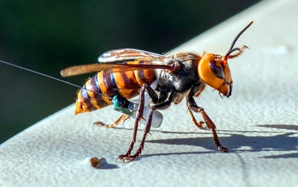 大黄蜂昆虫有毒吗图片