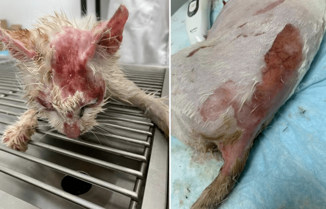 开水烫死怀孕母猫虐待动物的人会虐待人吗