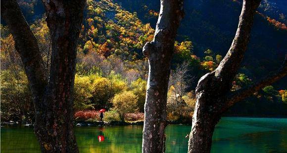 四川茂縣疊溪松坪溝景區迎來紅葉彩林最佳觀賞期