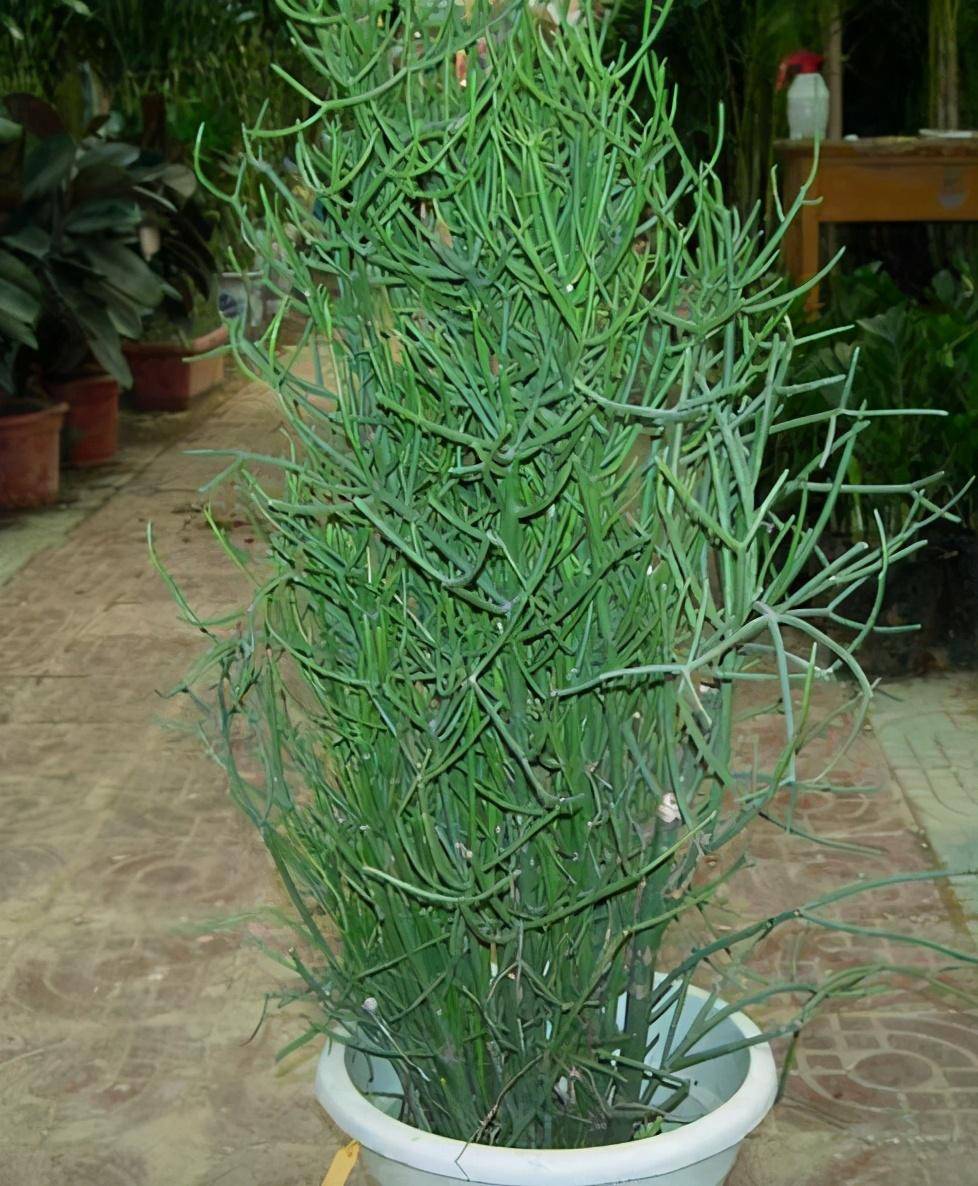 原创这几种花很耐旱,忘记浇水也没事,自己呼呼生长