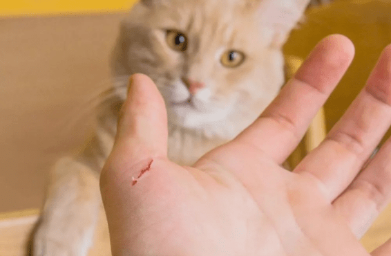 被猫抓伤咬伤后,一定要打针吗?_手机搜狐网