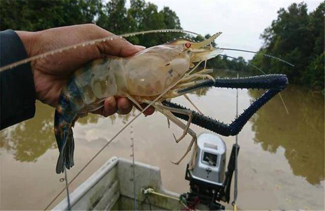 原创越南泛滥的淡水虾王为何中国游客却不愿吃国人小命要紧