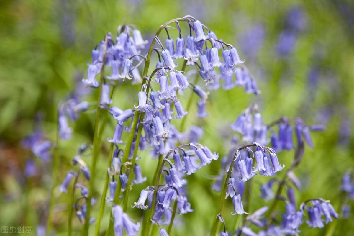 开花时让人赏心悦目的风铃草_手机搜狐网
