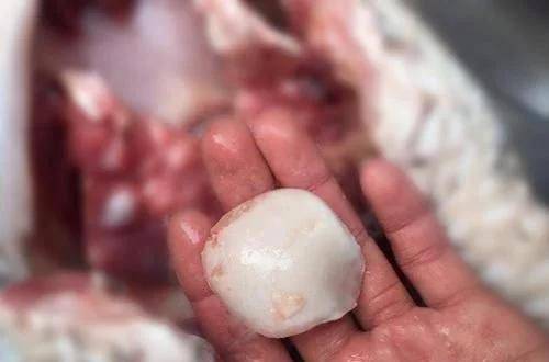 这种鱼吃螺蛳为生久而久之嘴里长出玉石很多人不认识丢了