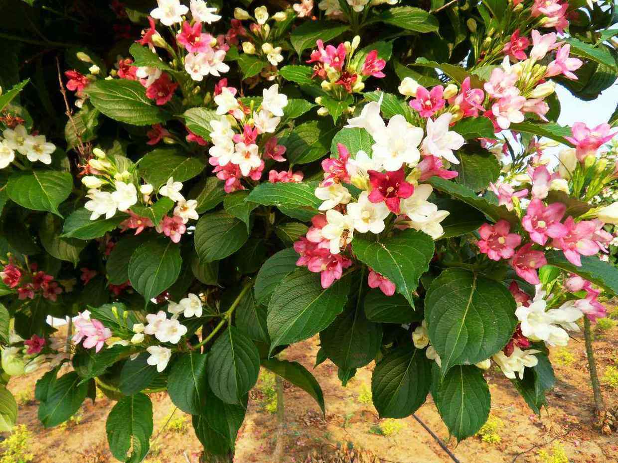 一种灌木海棠花,成堆开花枝叶繁茂,花色鲜艳,花期长达数月