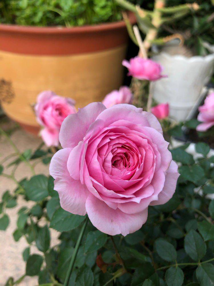 原创铃之妖精专为阳台盆栽而生的月季花朵硕大花开轻松爆满盆