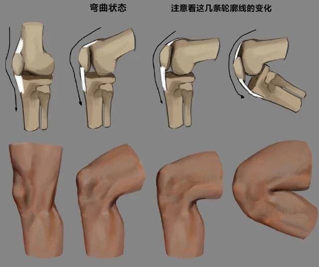 人物膝蓋怎麼畫人體膝蓋骨骼結構的詳細繪畫方法