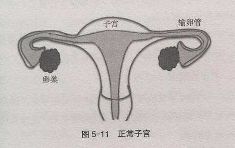 单角子宫可以怀孕吗图片