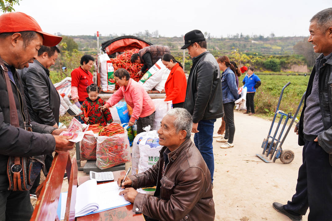 陕西千阳县张家塬镇新文村的辣椒红了