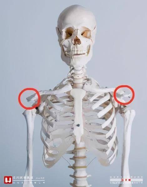 正常人锁骨骨骼图片图片