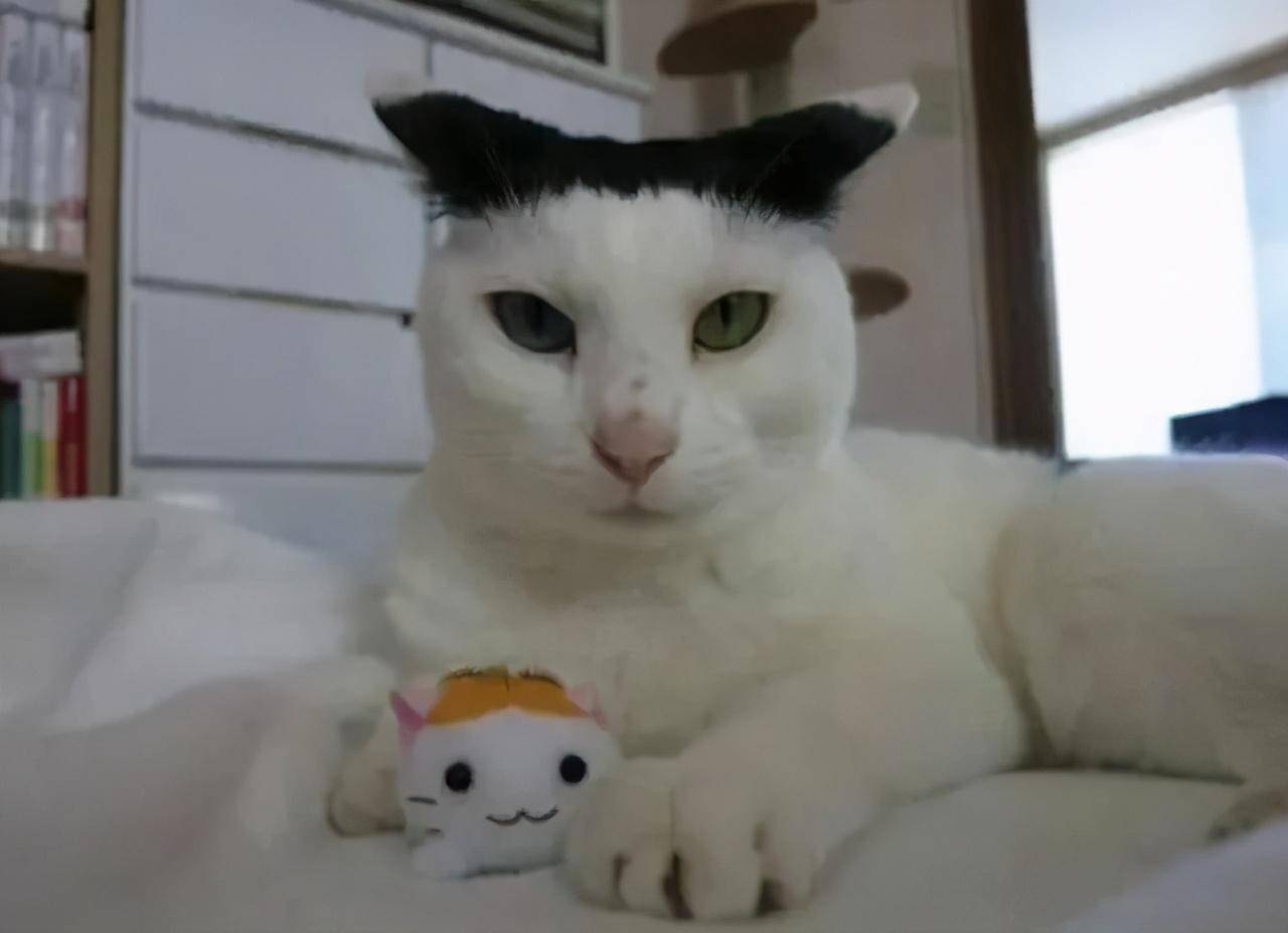 原创有刘海的猫咪也太太太太可爱了吧这颜值完全不亚于正八脸猫