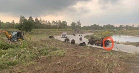 上海動物園熊吃人事件引發關注,其實熊才是受害者?