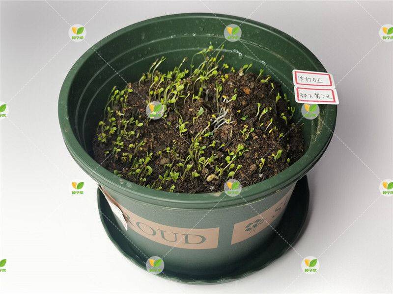 紫花苜蓿和沙打旺哪个饲养价值比较高_手机搜狐网