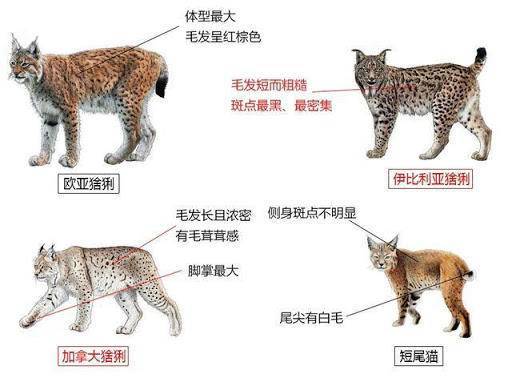 原创猞猁和藏獒谁能厉害猞猁打得过藏獒吗