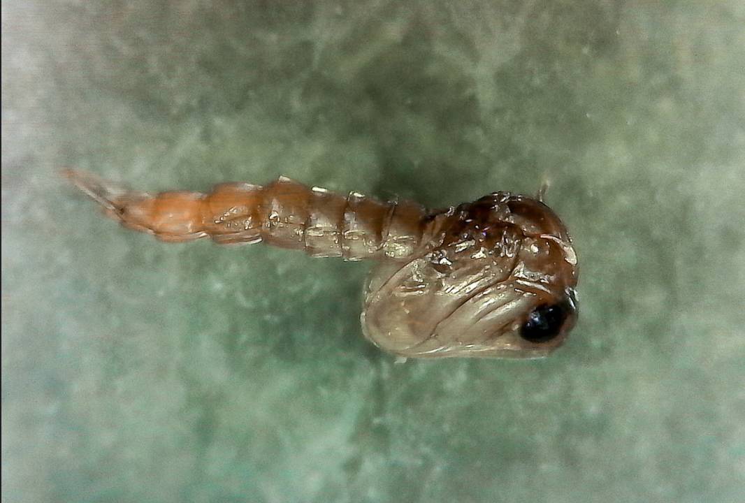 寒冬腊月野外的蚊蝇为啥没被冻死?奇怪的知识又增加了