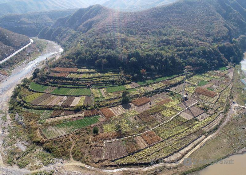 "满地金带黄金甲"!井陉南峪镇菊花丰收花农笑