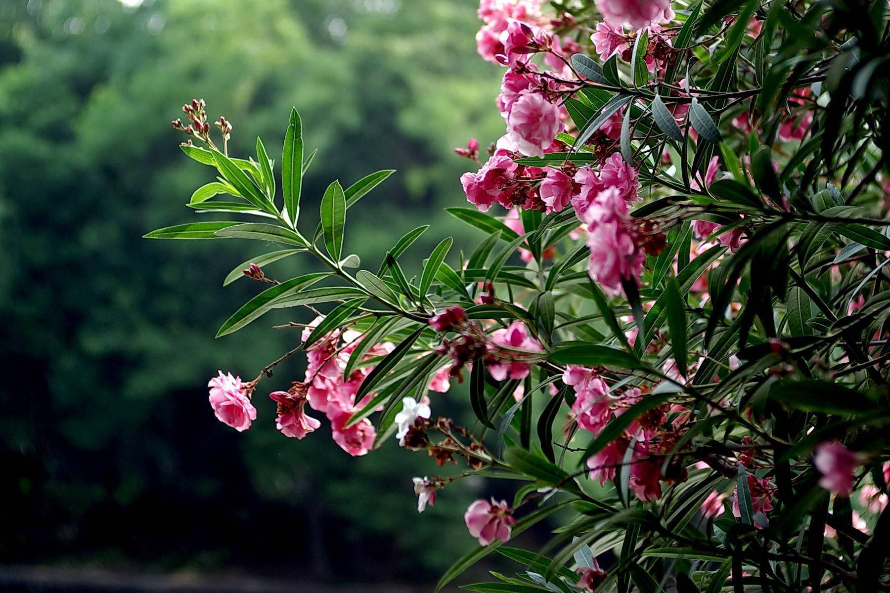 原创夹竹桃全株有毒为什么却在城市随处可见不怕毒到人吗