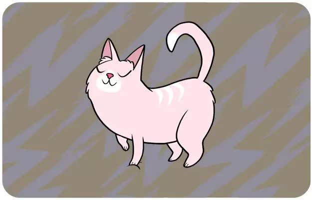 猫咪常做的15个动作语言，都代表着不同的含义_因为