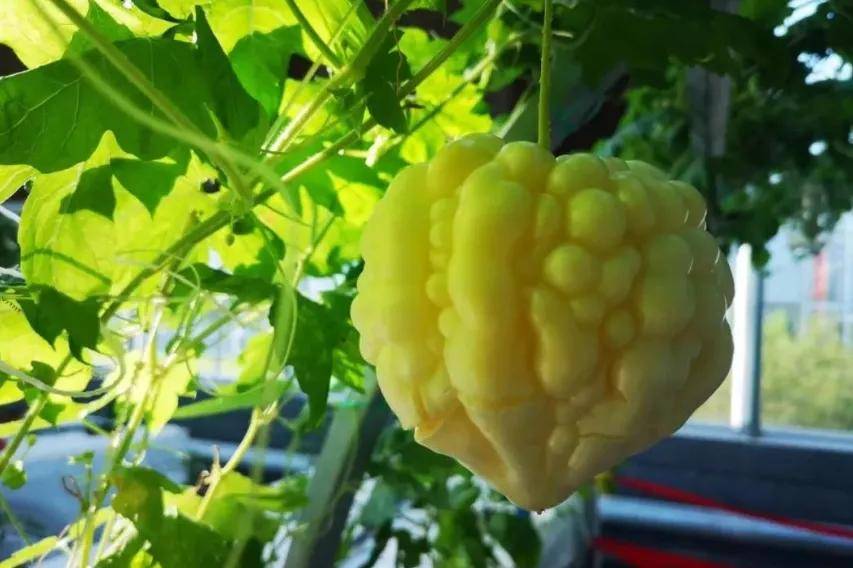 秋游洋河 自带"香气"