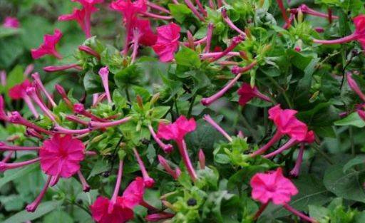 以前在农村里常见的一种花,此花名叫"地雷花,殊不知还很珍贵