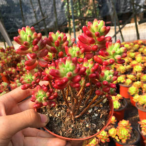 推荐10款红色系多肉,长出状态红红火火,新手也会养!