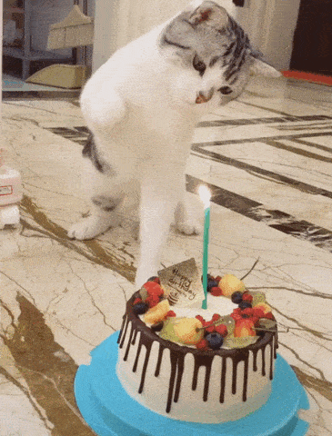 原创猫咪过生日主人让猫咪对着蜡烛许愿猫咪一巴掌把蜡烛扇灭了