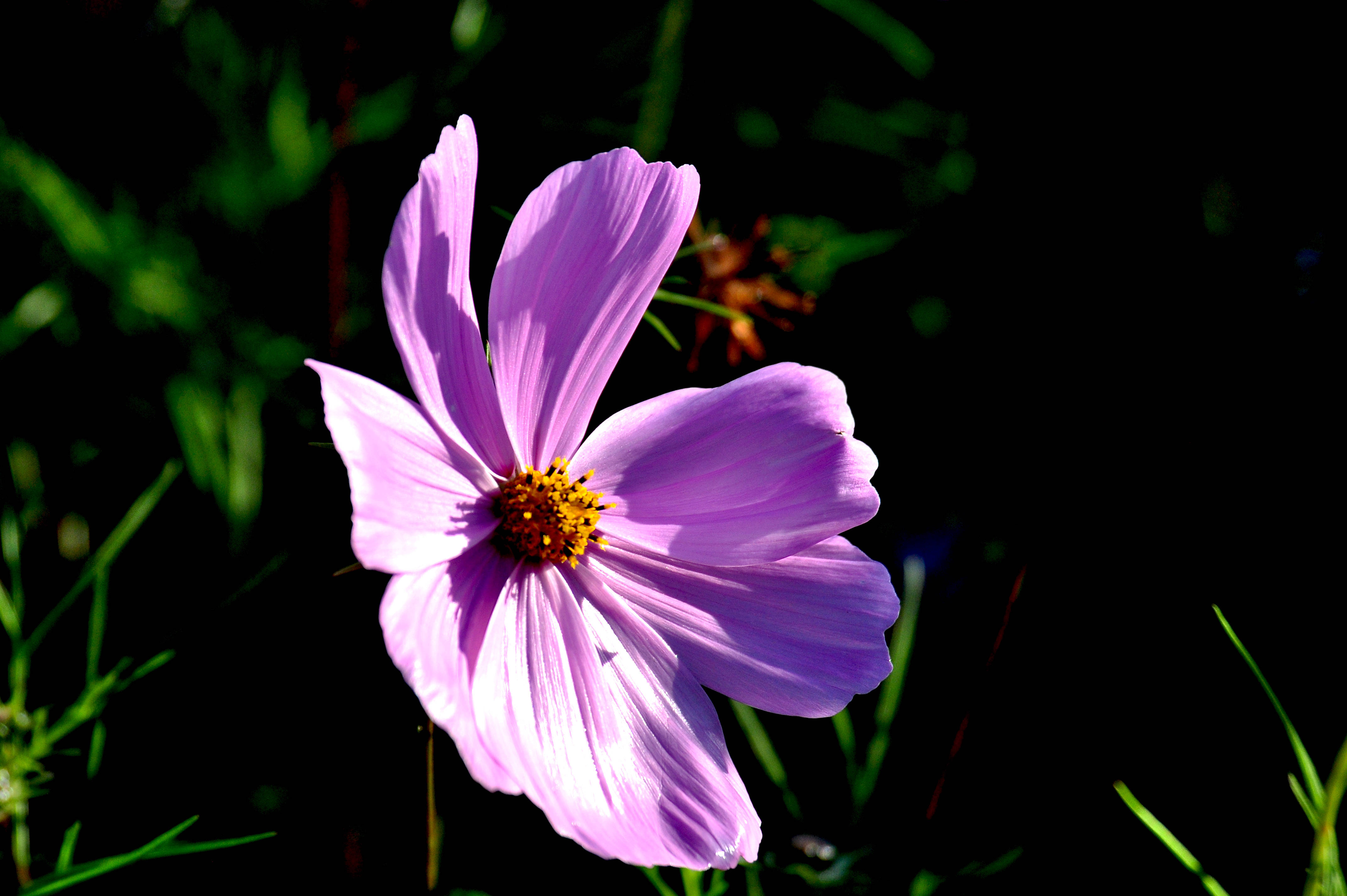 秋英花——又称大波斯菊,秋樱.