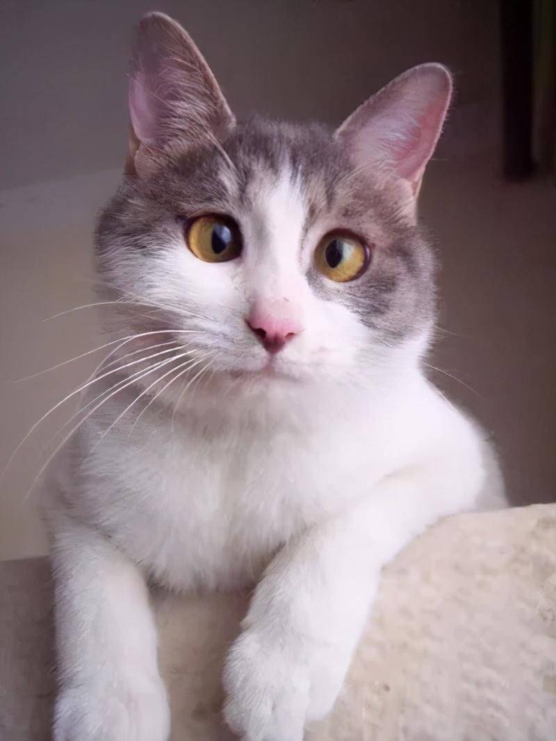 这些猫咪虽然很惨,但是对不起,真的忍不住想笑~_眼睛