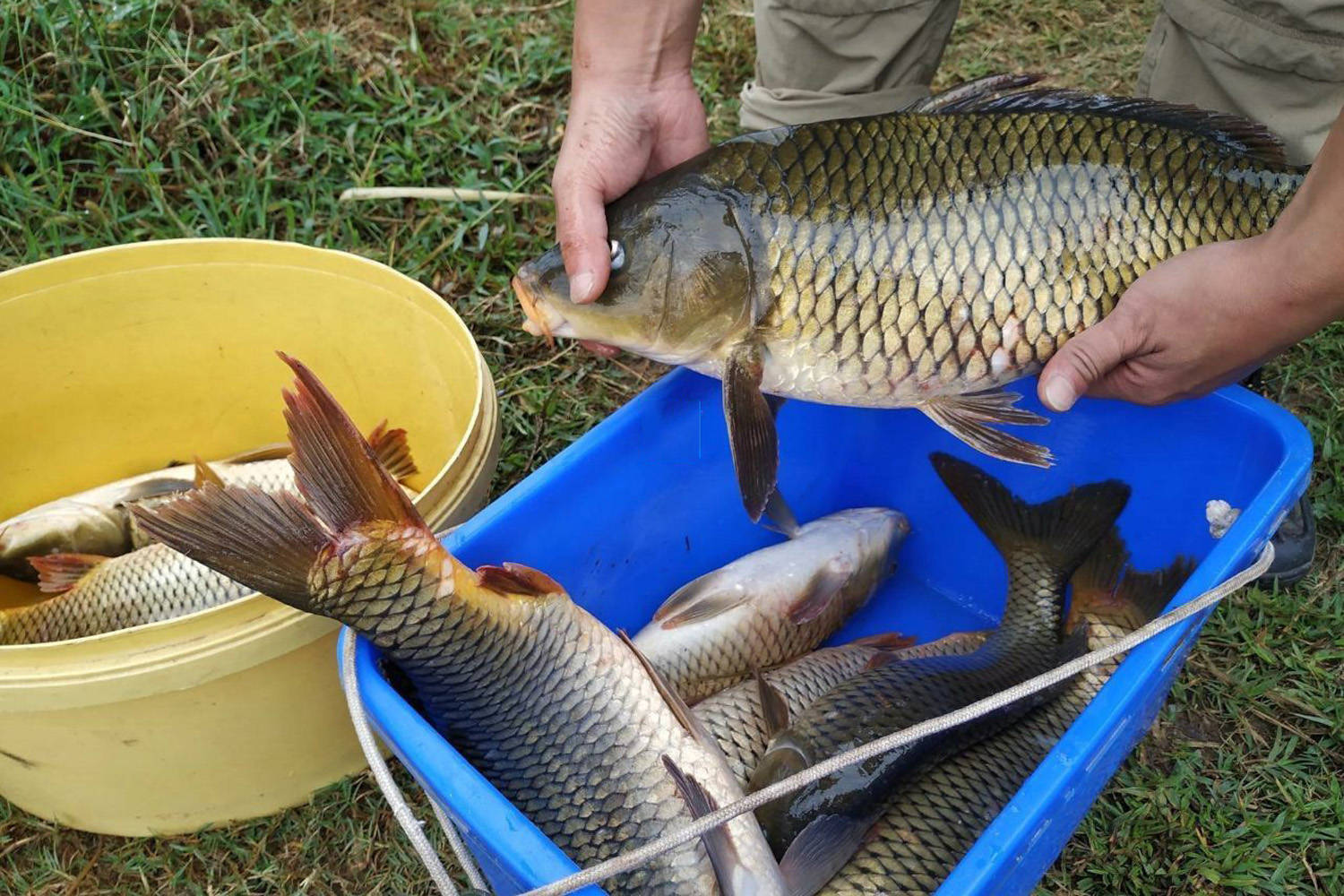 怎麼才能釣到大魚大鯉魚大青魚大草魚和大鯽魚最喜歡的味型